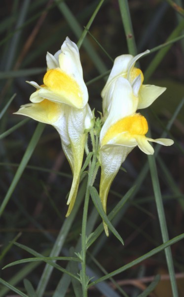 Leinkraut oder Kleines Lwenmaul (<i>Linaria</i>)